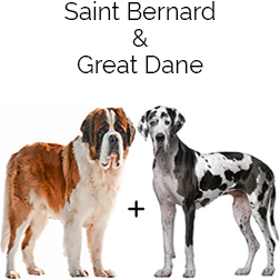 Saint Dane Dog